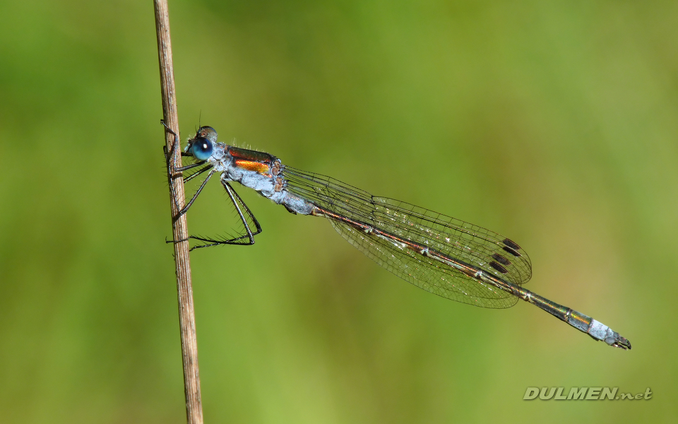 Common Spreadwing (Male, Lestes sponsa)